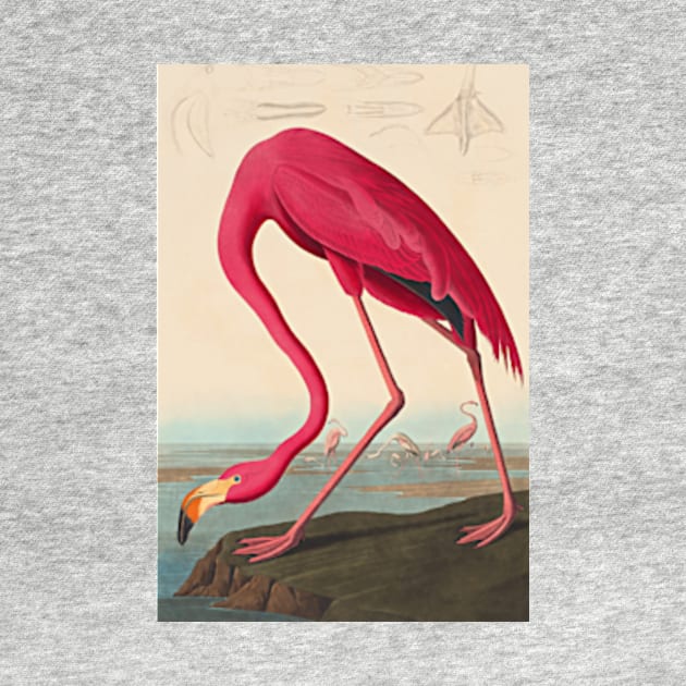 American Flamingo Robert Havell after John James Audubon 1838 Art Print by ZiggyPrint